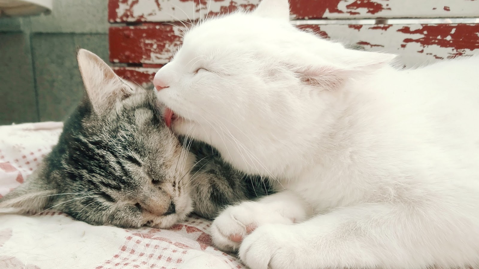 Нежные котята